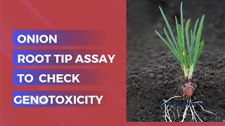 🧬 Unlocking Genotoxicity with Onion using Allium cepa Assay 🌱 [upl. by Hale747]