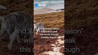 Sargassum seaweed carpets Palm Beach County beaches palmbeachcounty seaweed shorts [upl. by Ovatsug]