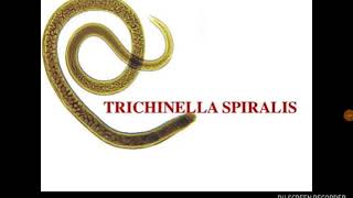 Trichinella spiralis [upl. by Nylsaj]