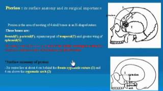 02HeadampNeckskull bone part 2 شرح اناتومي للدكتور احمد كمال [upl. by Prudence427]