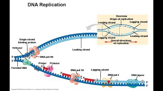 Events of DNA replication and Post Replicative Change [upl. by Llevol]