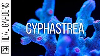 Cyphastrea Coral Care Tips [upl. by Hemminger683]