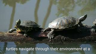 Uncover the Hidden Secrets of Turtles A Fun and Mysterious Journeyquot [upl. by Newberry]