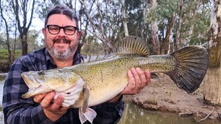 Winter Murray cod fishing with cheese [upl. by Theresita]