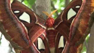 Atlas Moth in the Butterflies amp Blooms Exhibition [upl. by Baecher120]