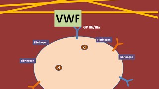 Platelets and Von Willebrand Factor animation [upl. by Llebasi407]