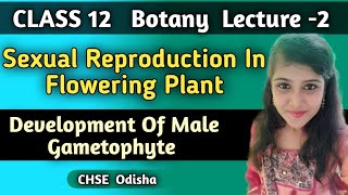 Class 12 Botany Sexual Reproduction In Flowering Plant Development Of Male Gametophyte [upl. by Llenrep459]