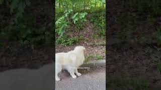 Dog tries to befriend squirrel at park [upl. by Namyh]