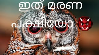 കാലൻ കോഴി മരണ ദൂതനോ ☠️ [upl. by Mccallion]