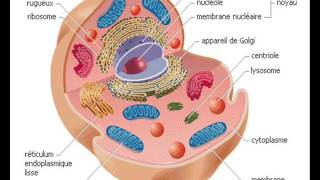 CYTOLOGIE RETICULUM ENDOPLASMIQUE 1 [upl. by Suryt]