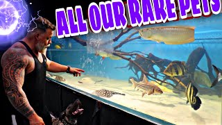 ALL OUR RARE PETS  SHOP TOUR Displaying all the unique rare hard to find fish [upl. by Aniteb]