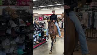 Shopping with Marlowe equestrian quarterhorse horse [upl. by Suoicserp]