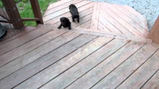 Boykin Spaniel Puppies 5 Weeks 5 Days [upl. by Ritter]