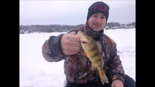 Merveilleuse pêche de 45 perchaude Amazing ice fishing for perch NO KILL [upl. by Rebmetpes]