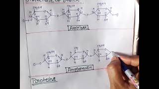 polysaccharidesStarch amylose amylopectin glycogen cellulose [upl. by Eisnyl21]