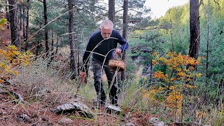 Into The Forest I Go To MUSHROOM Hunting  Easy And Delicious Mushroom Recipe [upl. by Sibilla278]