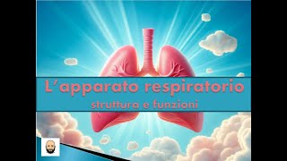 Apparato respiratorio La respirazione polmonare e quella cellulare [upl. by Friend]