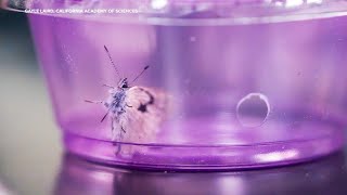 New butterflies introduced in San Franciscos Presidio after species went extinct in 1940s [upl. by Kassity]