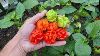 Papryka ostra odmiany Carolina Reaper [upl. by Chen822]