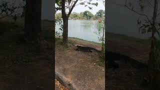 Beware of the Monitor Lizards in Lumphini Park bangkokthailand lumphinipark [upl. by Naret697]