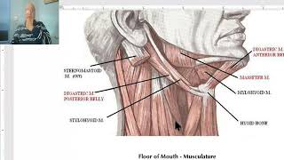 Anatomy of head and neck module in Arabic 50 Digastric triangle  by Dr Wahdan [upl. by Adnarahs]