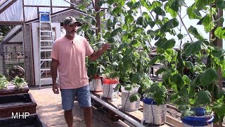 Dutch Bucket Hydroponics  Growing Cucumbers Tyria and Iznik [upl. by Ednalrym777]