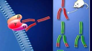 Deuxième Partie  Limmunosuppression médicale [upl. by Yentrac]