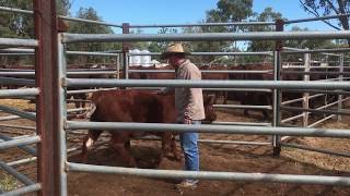 Temperament scoring Weaners at Futurity Shorthorns [upl. by Eityak]