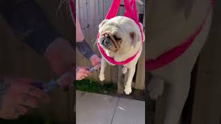 Crazy Pug Reacts To Nail Trimming [upl. by Ttik]