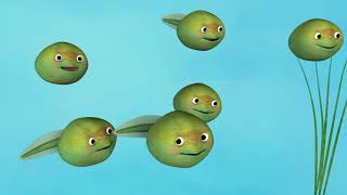 Frog Song  Life Cycle of a Frog  ABCkidTV [upl. by Eladnwahs9]