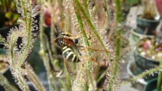 Carnivorous Sundew Catches Wasp [upl. by Latty]