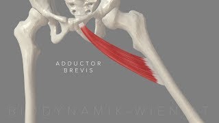 Adductor Brevis 3D Animation 4k [upl. by Kentigerma961]