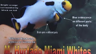 El Rey de Miami Pez Payaso Blanco Miami White Clownfish [upl. by Freeborn]