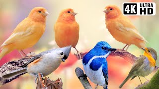 Breathtaking Beautiful Birds  Pure Nature  Stress Relief  Relaxing Birds Sounds  Magical Nature [upl. by Eissirk]