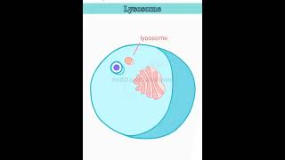 wait for it lysosome structure and function lysosomes class 11 [upl. by Odey]