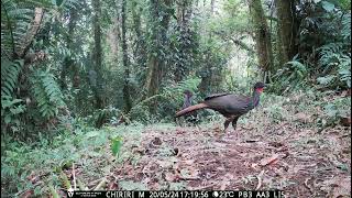 Crested Guan Penelope purpurascens [upl. by Neit]