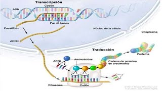 Introducción a la transcripción y traducción del ARN [upl. by Swanhilda904]