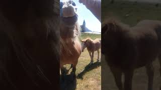 Caballos pastando en libertad Baqueira Beret Val dAran mira vídeo deja 1 link suscríbete 🆓 comparti [upl. by Coombs]