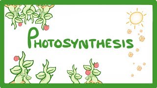 GCSE Biology  Photosynthesis 48 [upl. by Edris]