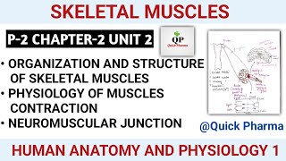 Skeletal Muscle  Physiology of Muscle Contraction  Neuromuscular Junction  Anatomy  CH 2 Unit 2 [upl. by Etessil861]