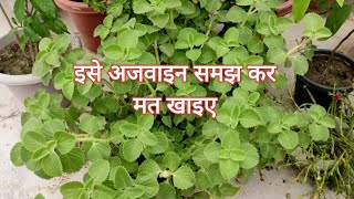 अजवाइन के पौधे का असली सच  Ajwain Plant Complete Information  Medicinal Plant For Infants [upl. by Airak295]