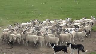 Sheepdog demo in Scotland Puppies at the end [upl. by Lu]