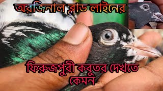 orjinal firuzpuri blad liner kobotor অরজিনাল পুরাতন নাসালের ফিরুজপুরী কবুতর [upl. by Lipinski]