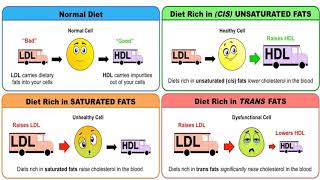 Lecture 6 Part 1 Antihyperlipidemic drugs Karmalawy [upl. by Anelrad992]