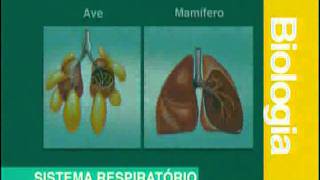 A 05  Sistema Respiratório  Biologia  Vestibulando Digital [upl. by Kippie]