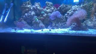 40 GALLON SUMPLESS REEF TANK [upl. by Sseb872]