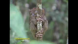 WORLDS SMALLEST PRIMATE TARSIER BOHOL PHILIPPINES [upl. by O'Kelly]