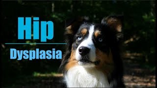 Hip Dysplasia amp Dogs Life With Aspen [upl. by Elianore]