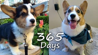 Puppyhood in 365 DAYS A CORGI PUPPY GROWS UP [upl. by Shargel182]