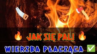 ✅ Jak sie pali 🔥 Wierzba płacząca Testujemy❗❓ [upl. by Teodora]